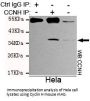 Cyclin H Antibody