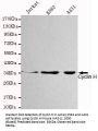 Cyclin H Antibody