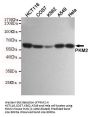 PKM2 Antibody