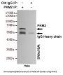 PKM2 Antibody