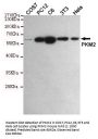 PKM2 Antibody
