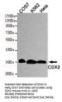 CDX2 Antibody