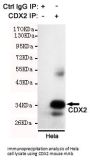 CDX2 Antibody