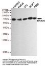 RPA70 Antibody