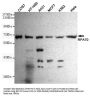 RPA70 Antibody