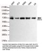 RPA70 Antibody