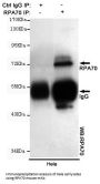 RPA70 Antibody