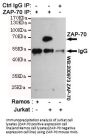 ZAP-70 Antibody