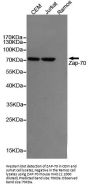 ZAP-70 Antibody
