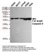 Caspase-9 Antibody