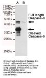 Caspase-9 Antibody