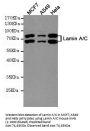 Lamin A/C Antibody