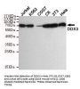 DDX3 Antibody