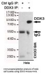 DDX3 Antibody