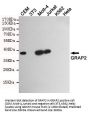 GRAP2 Antibody