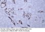 Cytokeratin 19&10 (ABT-CK19) Antibody