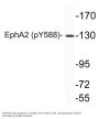 EphA2 (phospho Tyr588) Antibody