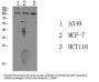 Sodium Potassium ATPase alpha-1 (Phospho Tyr260) Antibody
