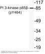 PI 3 kinase p85β (phospho Tyr464) Antibody