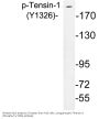 Tensin-1 (phospho Tyr1326) Antibody