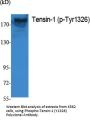 Tensin-1 (phospho Tyr1326) Antibody