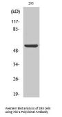 Abi-1 Antibody