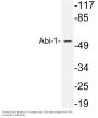 Abi-1 Antibody