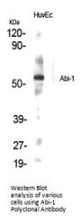 Abi-1 Antibody