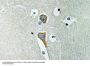 AChE Antibody