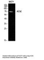 AChE Antibody