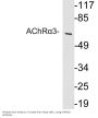 AChRα3 Antibody