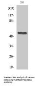 AChRα5 Antibody