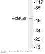 AChRα5 Antibody