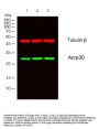 Acrp30 Antibody
