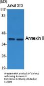 Annexin II Antibody