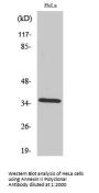 Annexin II Antibody