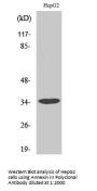 Annexin III Antibody
