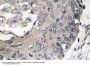 ApoE Antibody