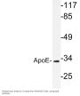 ApoE Antibody