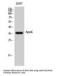 ApoE Antibody