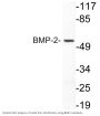BMP-2 Antibody