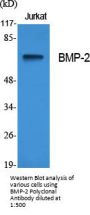 BMP-2 Antibody