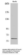 BMP-2 Antibody