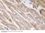 BMP-5 Antibody
