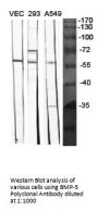BMP-5 Antibody