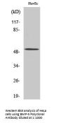 BMP-5 Antibody