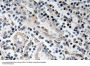 BMP-7 Antibody