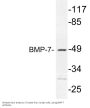 BMP-7 Antibody