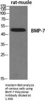 BMP-7 Antibody
