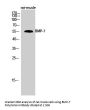 BMP-7 Antibody